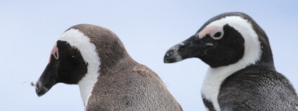 Tučňák brýlový. Foto: Jon Mountjoy Flickr.com
